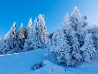 Auf der Schattenseite des Winterwaldes